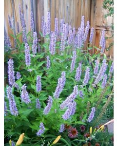 Anise Hyssop 'Blue Fortune' 