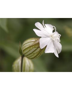 White Campion Seeds (Certified Organic)