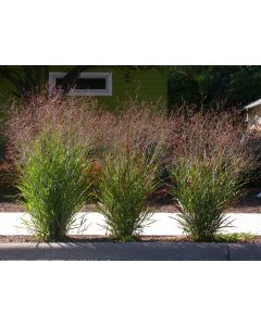 Switchgrass Seeds (Naturally Grown)