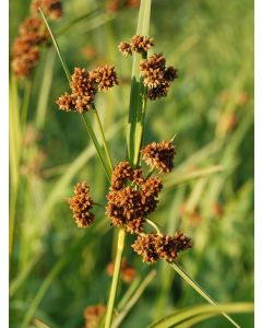 Dark Green Bulrush Seeds (Naturally Grown)