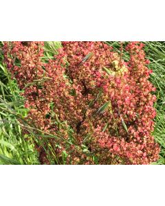 Curly Dock AKA Yellow Dock Seeds (Naturally Grown)