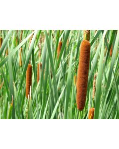 Cattail Seeds