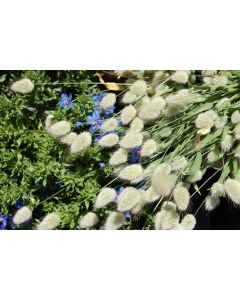 Ornamental Grass ‘Bunny Tails’ 