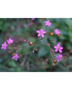 Jewels of Opar AKA Fame Flower Seeds (Naturally Grown)