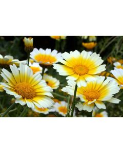 Edible Chrysanthemum 'Shungiku'