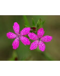Deptford Pink AKA Grass Pink Seeds (Naturally Grown)