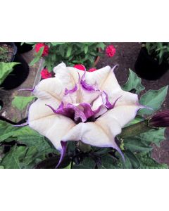 Datura AKA Devil’s Trumpet 'Black Currant Swirl' 