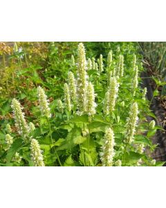 Anise Hyssop 'Tibetan' Seeds (Naturally Grown)