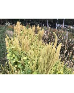 Amaranth 'Manna de Montana' Seeds (Naturally Grown)