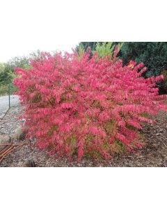 Burning Bush Seeds (Naturally Grown)