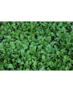 Arugula
