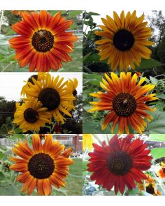 Sunflower 'Autumn Beauty' 