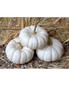 Pumpkin 'Baby Boo' 