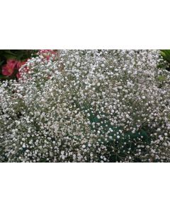 Baby's Breath 'Covent Garden'