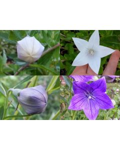 Balloon Flower Mix