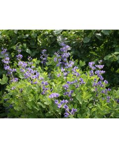 Blue Wild Indigo AKA Baptisia 