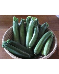 Dark Green Zucchini Summer Squash Plants (4 Pack)