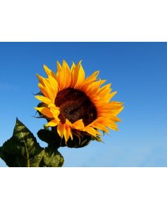 Sunflower 'Black Oil' Seeds (Naturally Grown)