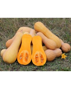 Butternut Squash 'Waltham'