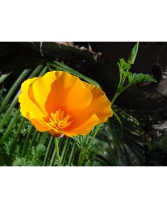 California Orange Poppy