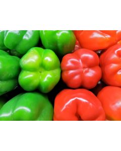 Bell Pepper 'California Wonder'