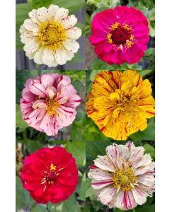 Zinnia 'Candy Cane Mix' 