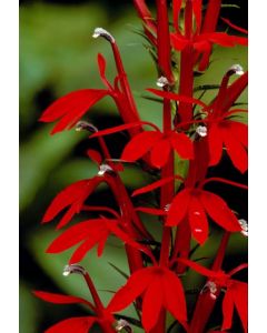 Cardinal Flower Seeds (Naturally Grown)
