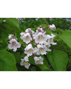 Northern Catalpa Tree Seeds (Naturally Grown)