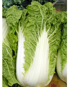 Napa/Chinese Cabbage 'Michihili'