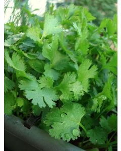Cilantro (Coriander)