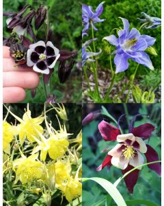 Columbine Mix 