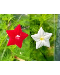 Morning Glory Cypress Vine, Red and White 
