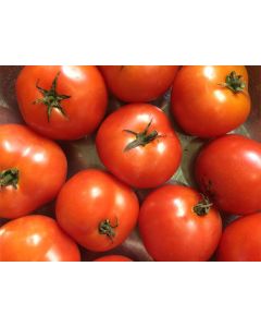 Tomato 'Czech's Bush' Seeds (Naturally Grown)