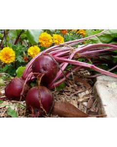 Beet 'Detroit Dark Red'