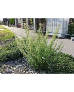 Ambrosia AKA Jerusalem Oak Goosefoot 