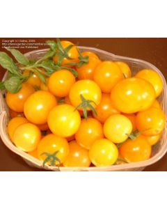 Tomato 'Ester Hess' Plant (4" Pot, single)