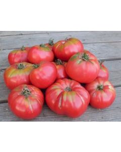 Tomato 'Caspian Pink'