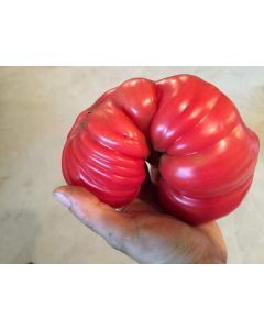 Tomato 'Tamara's San Marzano Pink Ruffled Strain' Seeds (Certified Organic)