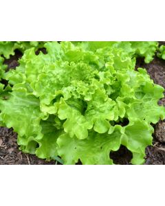 Endive 'Broad-leaved Batavian'