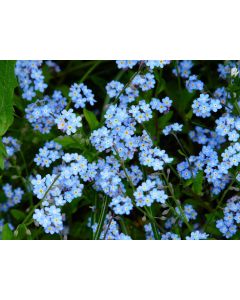 Blue Forget-Me-Not