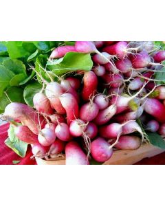 Radish 'French Breakfast'