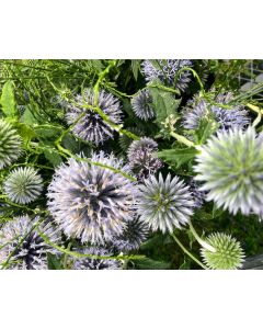 Globe Thistle Seeds (Naturally Grown)