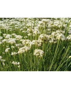 Herb 'Garlic Chives' Plant