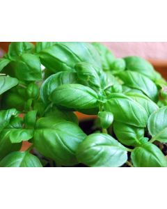 Basil 'Genovese' AKA 'Classico' 
