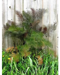 Bronze Fennel 'Smokey' 
