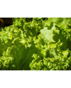 Loose-leaf Lettuce 'Grand Rapids' 
