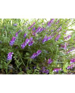 Hairy Vetch Seeds (Naturally Grown)