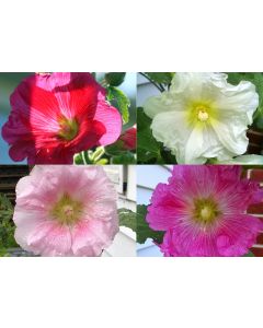 Hollyhock ‘Single Mix’ 