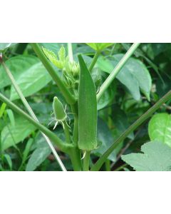 Okra 'Emerald' Seeds (Naturally Grown)