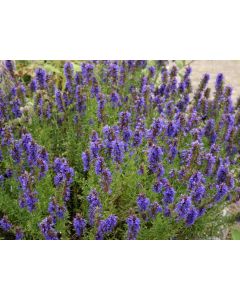 Hyssop
